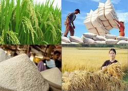 Xây dựng hệ thống thông tin an ninh lương thực