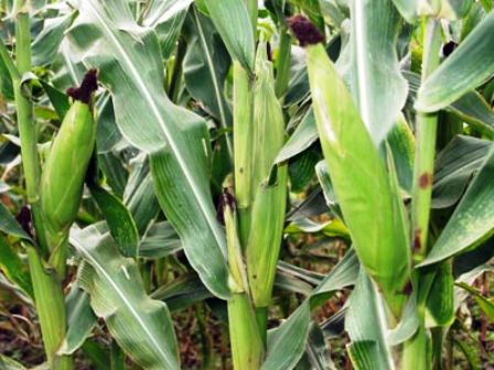 Tiếp cận cây trồng biến đổi gen thận trọng