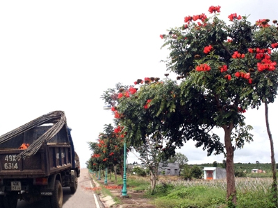 Lâm Đồng trồng cây ngoại lai xâm hại