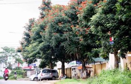 Lâm Đồng: Hạn chế phát triển cây Sò đo cam