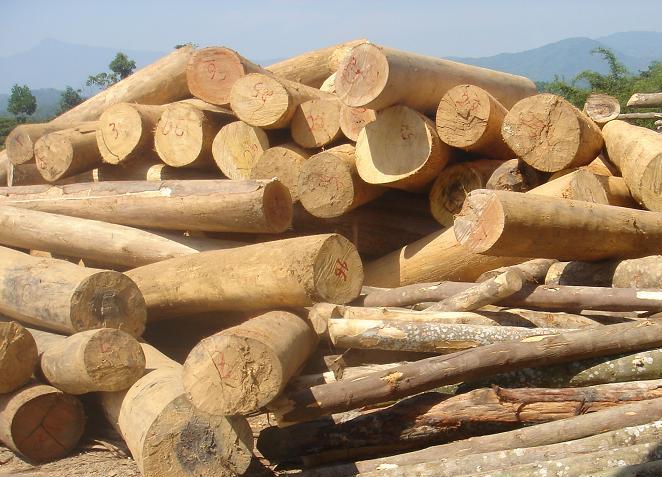 Đắk Lắk: Gây lãng phí do chậm xử lý gỗ tồn kho