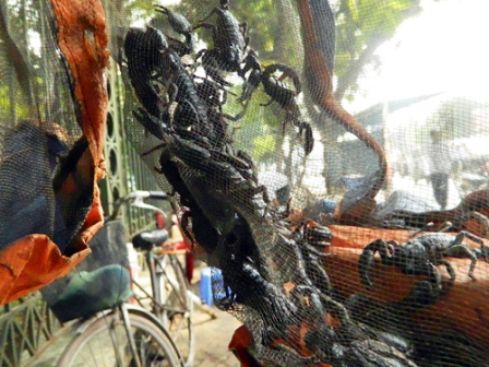 Động vật hoang dã được bán công khai giữa thủ đô