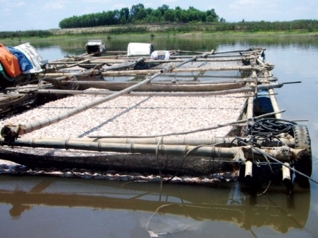 Đồng Nai tạm đình chỉ hai công ty gây ô nhiễm