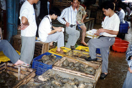 Rùa núi vùng ĐBSCL bị tận diệt
