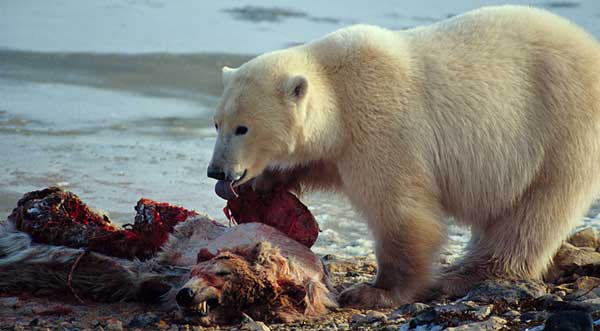 Gấu Bắc cực ăn thịt đồng loại (Ảnh: Subhankar Banerjee/Climatestorytellers.org)