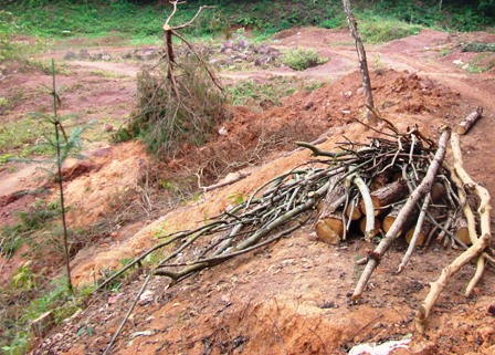Gia Lai: Rừng phòng hộ Đak Đoa bị chặt phá