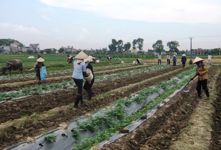 Bắc Ninh chuyển mục đích sử dụng hơn 500 ha đất