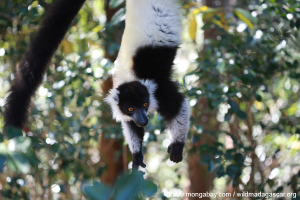 Quần thể vượn cáo Madagascar đang bị đe dọa