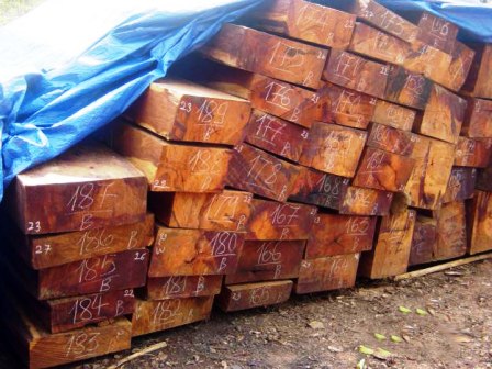 Gỗ trắc mạo danh… đũa tre để xuất khẩu