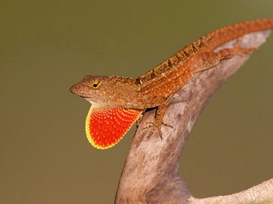 Thằn lằn Brown Anole