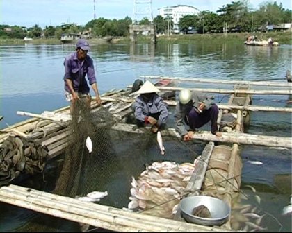 Cá lại chết trắng sông La Ngà