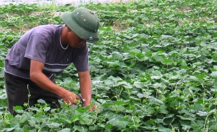 Phát hiện rau “bẩn” chỉ bằng mẩu giấy