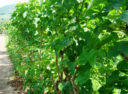 Trồng thử nghiệm cây jatropha để chế diesel sinh học