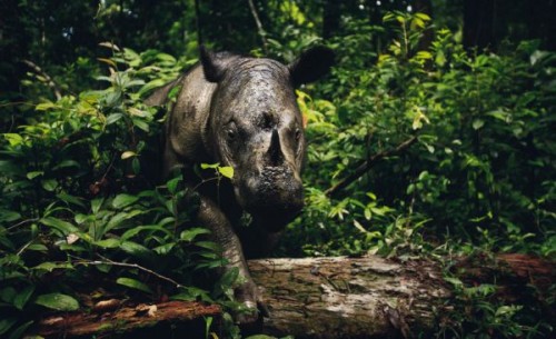 Tê giác một sừng ở Sumatra (Indonesia). Nguồn: GoodPlanet.org.