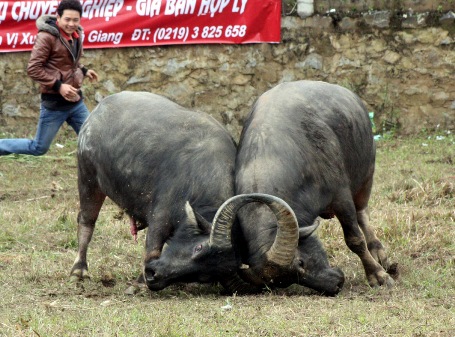 060212_PSA_choitrau2