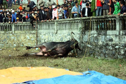 060212_PSA_choitrau6