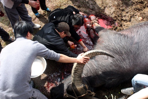 060212_PSA_choitrau7