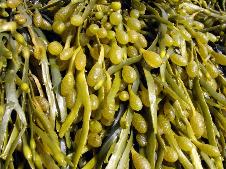 Năng lượng thay thế từ tảo biển