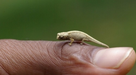 4 loài tắc kè hoa siêu nhỏ tại Madagascar