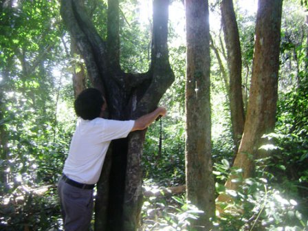 Bất ổn dự án trồng ca cao dưới tán rừng