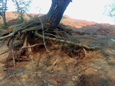 190312_TN_rungthong5