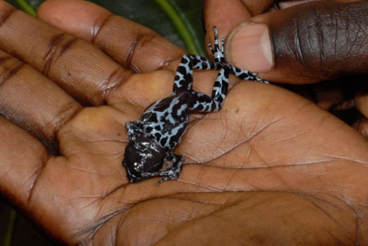 Ếch Aye-aye tái xuất hiện tại Burundi sau 62 năm