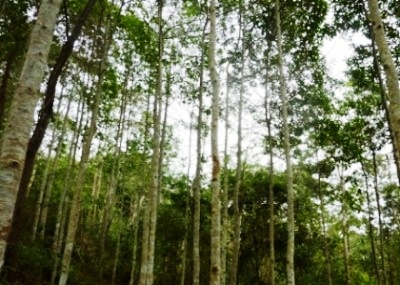 Bức tranh trồng rừng Bắc Kạn (Kỳ 1)