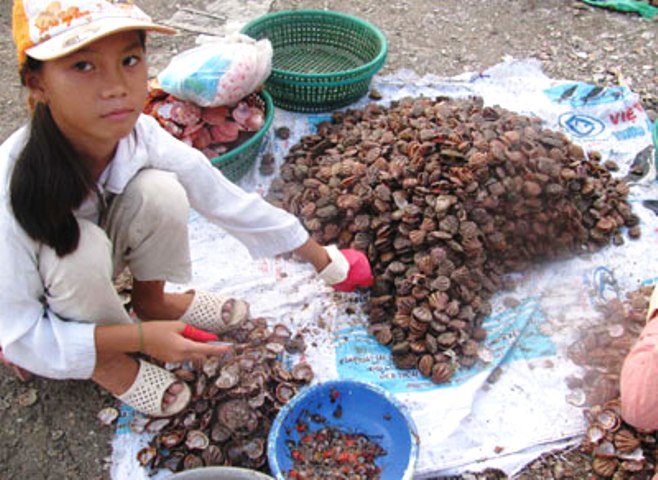 Bình Thuận: Cấm hoạt động khai thác hải đặc sản
