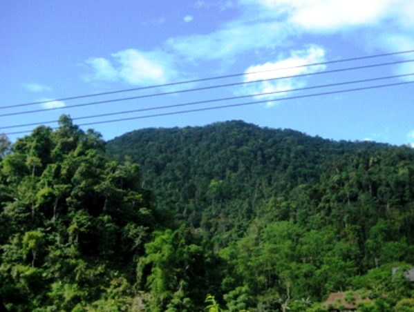 Uyên Phong giữ rừng bằng hương ước