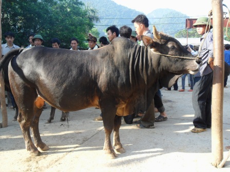 Chợ gia súc Nà Giàng
