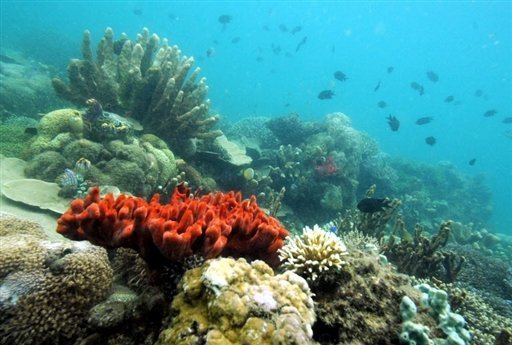 WWF khởi xướng Ngày Tam giác San hô 09/6