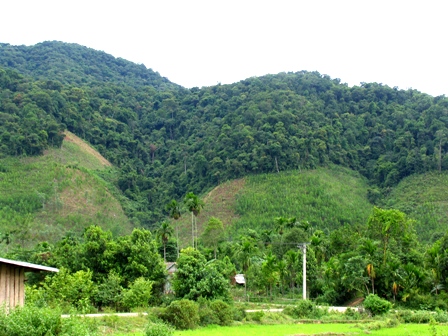 Tăng cường cao độ công tác bảo vệ rừng