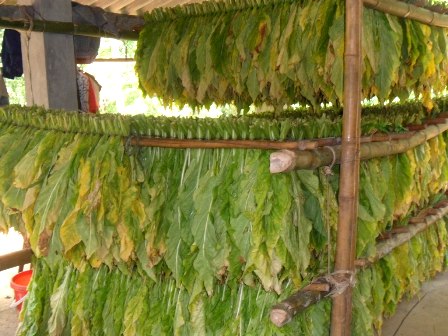 Rừng tàn vì thuốc lá
