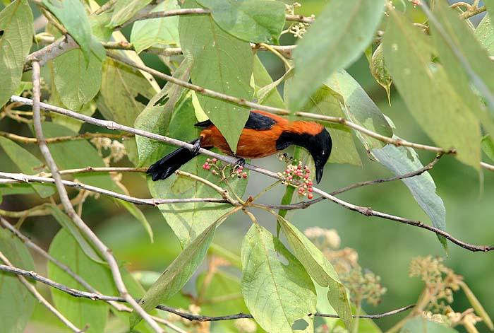 Sáo đá Guinea – loài chim có độc