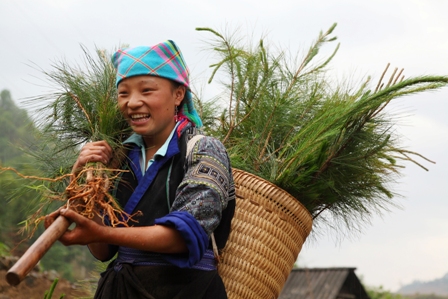 Niềm vui trồng rừng
