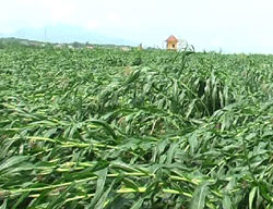 Gió lốc kèm mưa lớn gây thiệt hại nặng tại Tuyên Quang