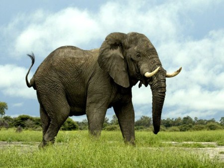 CITES tiếp nối những nỗ lực bảo tồn voi và tê giác