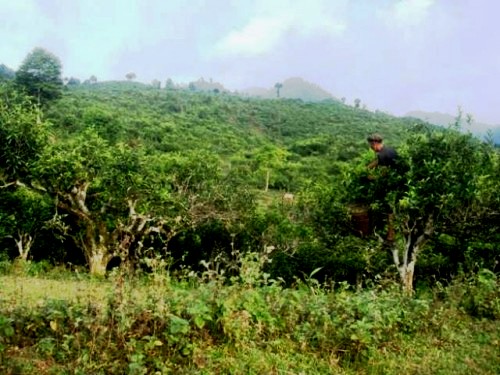 Về thăm Suối Giàng