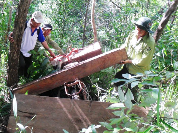 Lực lượng kiểm lâm phát hiện và thu giữ gỗ khai thác trái phép.