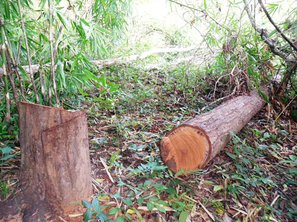 Nhiều loại gỗ bị lâm tặc chặt hạ tại vùng rừng giáp ranh huyện Đức Trọng, tỉnh Lâm Đồng