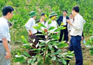 Cán bộ Chi cục Kiểm lâm Thanh Hóa thăm một mô hình trồng rừng sản xuất tại xã Trí Nang (Lang Chánh).