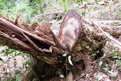Nhóm lâm tặc “xẻ thịt” 15 cây nghiến đai thụ tại VQG Ba Bể bị bắt