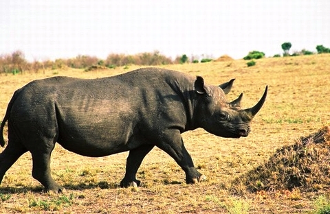 Những người thích sử dụng sừng tê giác hãy cẩn thận kẻo tiền mất tật mang khi dùng phải sừng có tiêm thuốc độc