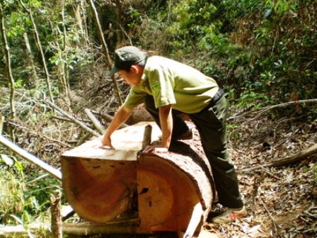 Kon Tum: Hàng trăm vụ phá rừng