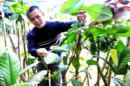 Anh Trần Mến giới thiệu những công dụng, đặc tính của cây trà hoa vàng