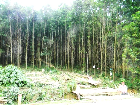 Khai thác gỗ rừng trồng ở xã Hương Hoá.