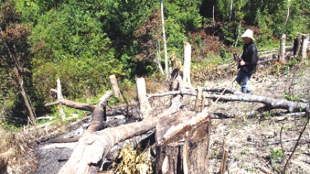 Hiện trường vụ phá rừng ở Khe Kiền (Nam Đông).