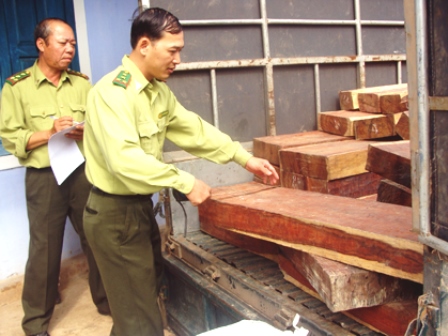 Kiểm lâm Phú Lộc bắt giữ gỗ vận chuyển trái phép.
