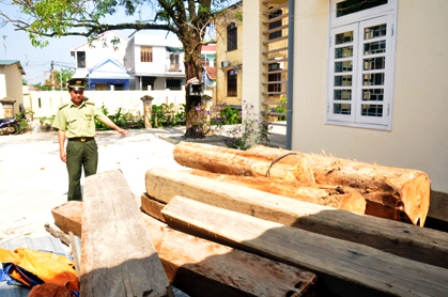 Kiểm lâm Hương Trà bắt giữ gỗ khai thác trái phép.