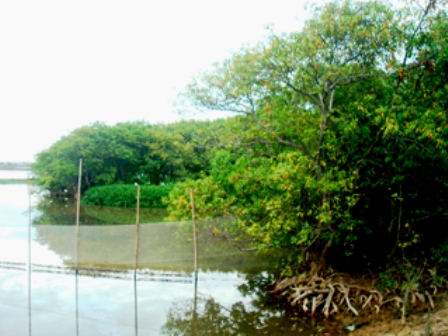 Một khu bảo vệ thủy sản trên hệ đầm phá Tam Giang - Cầu Hai (Ảnh: Chinhphu.vn)